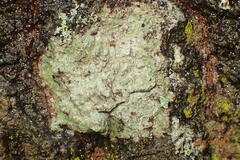 Pertusaria paratuberculifera