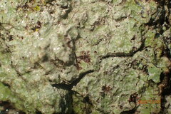 Pertusaria paratuberculifera