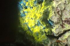 Pertusaria paratuberculifera