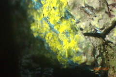 Pertusaria paratuberculifera