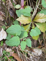 Physalis cinerascens