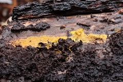 Phlebiodontia subochracea