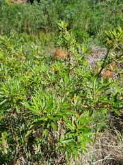 Searsia angustifolia