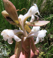 Satyrium longicauda