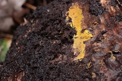 Phlebiodontia subochracea