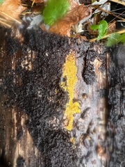 Phlebiodontia subochracea