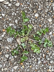 Taraxacum