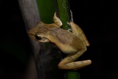 Polypedates megacephalus