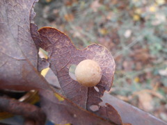 Cynips quercus