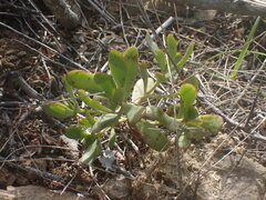 Crassula cultrata