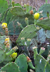 Opuntia anahuacensis