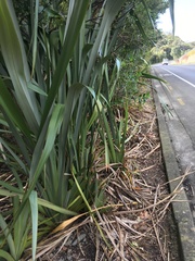 Phormium tenax
