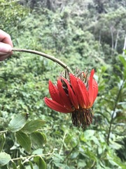 Mutisia lanata