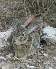 Lepus saxatilis