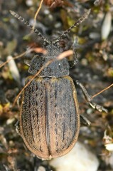 Galeruca interrupta
