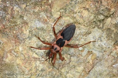 Acanthaspis ruficeps