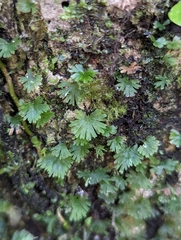 Crepidomanes minutum
