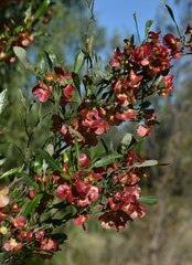 Dodonaea viscosa spatulata