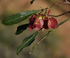 Dodonaea viscosa spatulata