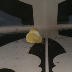 Pieris rapae