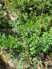 Podalyria calyptrata