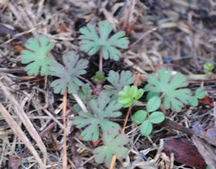 Geranium carolinianum