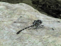 Stylogomphus albistylus