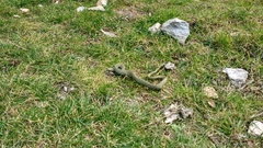 Natrix astreptophora