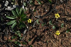 Goodenia glabra