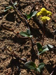 Goodenia glabra