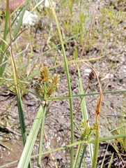 Cyperus congestus