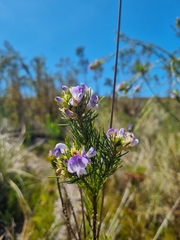 Psoralea pinnata