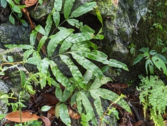 Pteris esquirolii