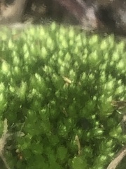 Ptychostomum pseudotriquetrum