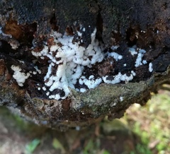 Ceratiomyxa fruticulosa