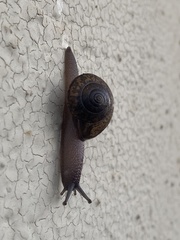 Helminthoglypta