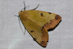 Ophiusa