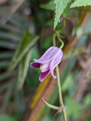 Clematis lasiandra
