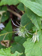 Clematis lasiandra