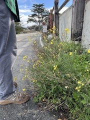 Brassica fruticulosa