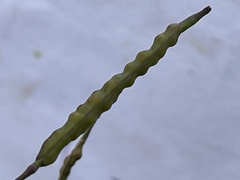 Brassica fruticulosa