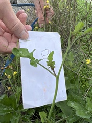 Brassica fruticulosa