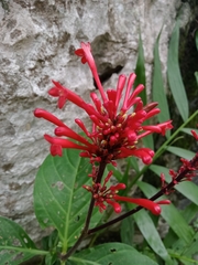 Odontonema