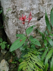 Odontonema