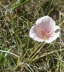 Calochortus striatus