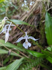 Calanthe arisanensis