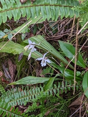 Calanthe arisanensis