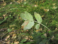 Lathyrus pisiformis