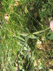 Lathyrus pisiformis