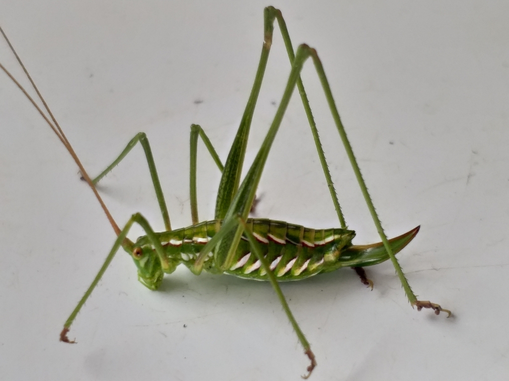 Winter Leaf Katydids